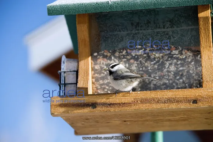 : Mountain Chickadee : Mountain Chickadee