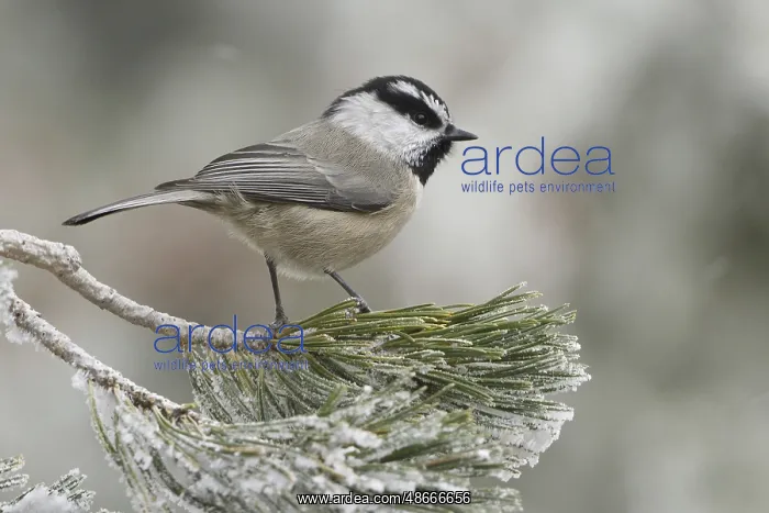 : Mountain Chickadee (Poecile gambeli), New Mexico, USA, North : Mountain Chickadee (Poecile gambeli), New Mexico, USA, North