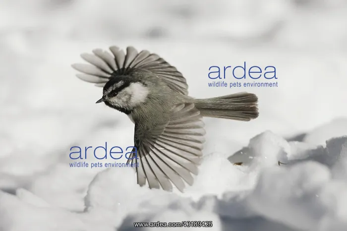  : Mountain Chickadee (Poecile gambeli), adult in flight