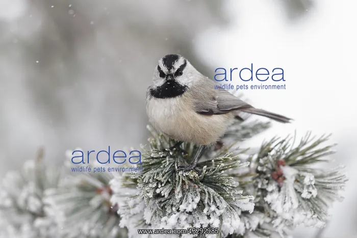 : Mountain Chickadee - in winter snow : Mountain Chickadee - in winter snow