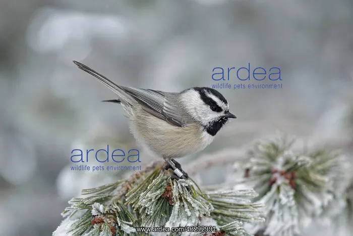: Mountain Chickadee - in winter snow : Mountain Chickadee - in winter snow