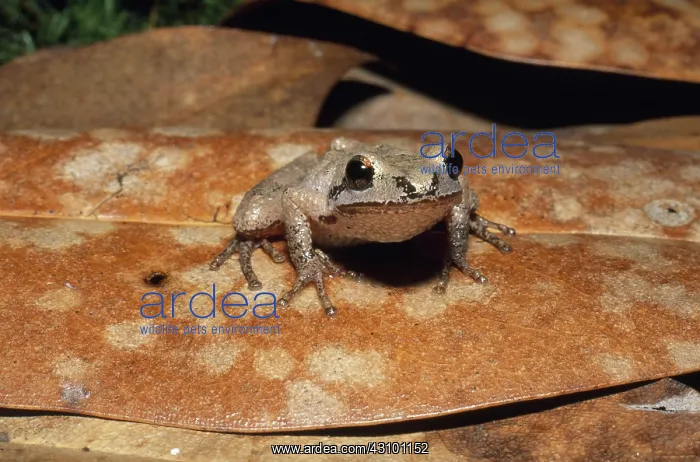 : Mountain Chorus Frog : Mountain Chorus Frog