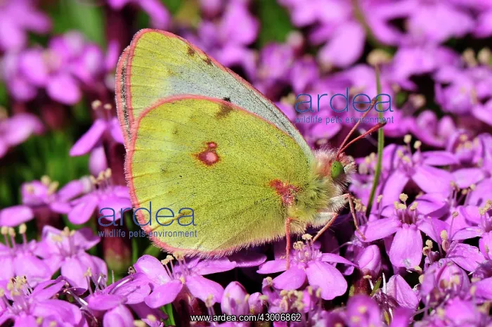 : Mountain Clouded Yellow : Mountain Clouded Yellow