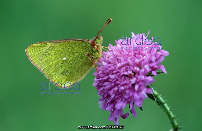 : Mountain Clouded Yellow Butterfly : Mountain Clouded Yellow Butterfly