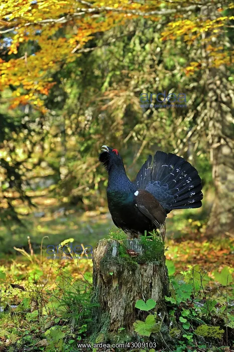 : Mountain Cock Capercaillie Cock Wood Grouse Cock : Mountain Cock Capercaillie Cock Wood Grouse Cock