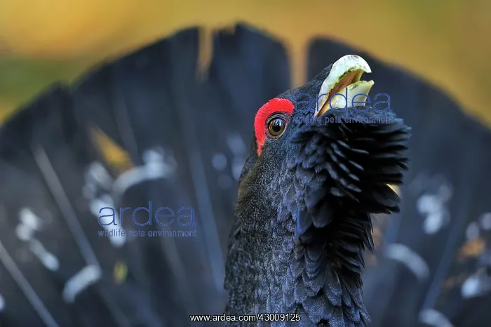 : Mountain Cock Capercaillie Cock Wood Grouse Cock : Mountain Cock Capercaillie Cock Wood Grouse Cock