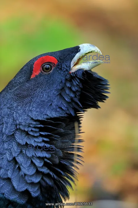 : Mountain Cock Capercaillie Cock Wood Grouse Cock : Mountain Cock Capercaillie Cock Wood Grouse Cock