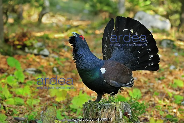 : Mountain Cock Capercaillie Wood Grouse Cock of the : Mountain Cock Capercaillie Wood Grouse Cock of the
