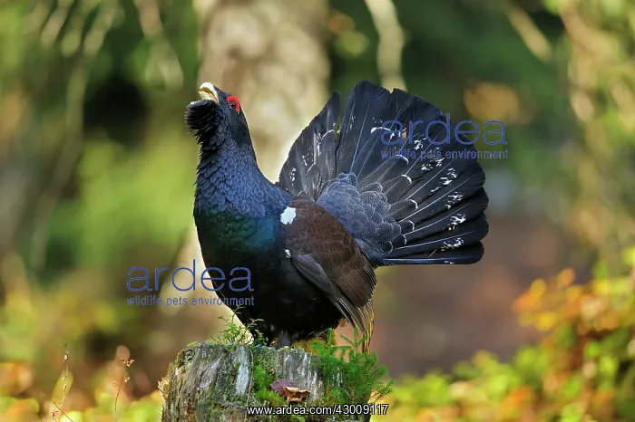 : Mountain Cock Capercaillie Wood Grouse Cock of the : Mountain Cock Capercaillie Wood Grouse Cock of the