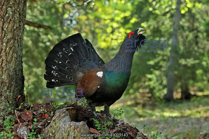 : Mountain Cock Capercaillie Wood Grouse Cock of the : Mountain Cock Capercaillie Wood Grouse Cock of the