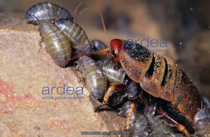  : Mountain COCKROACH - female with nymphs 1-2 hours old