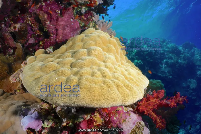 : Mountain coral (Porites lutea), Elphinstone Reef : Mountain coral (Porites lutea), Elphinstone Reef