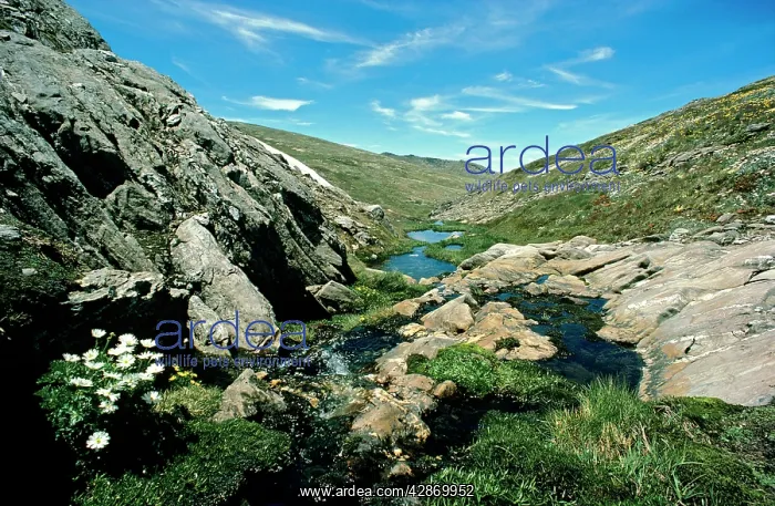 : Mountain creek in spring Kosciuszko National Park : Mountain creek in spring Kosciuszko National Park