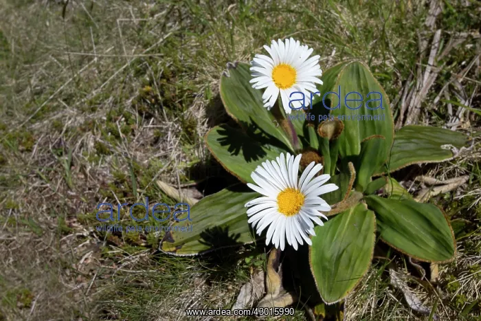  : Mountain Daisy