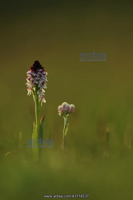 : Mountain Everlasting : Mountain Everlasting