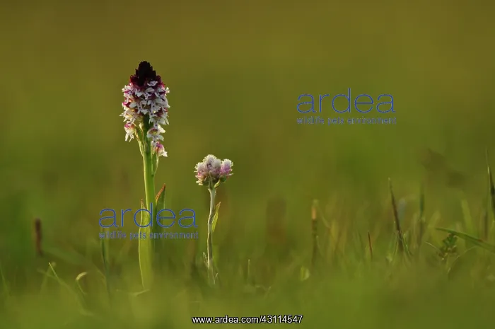 : Mountain Everlasting : Mountain Everlasting