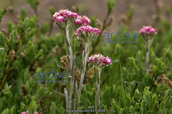 : Mountain Everlasting (Antennaria dioica), pink form : Mountain Everlasting (Antennaria dioica), pink form