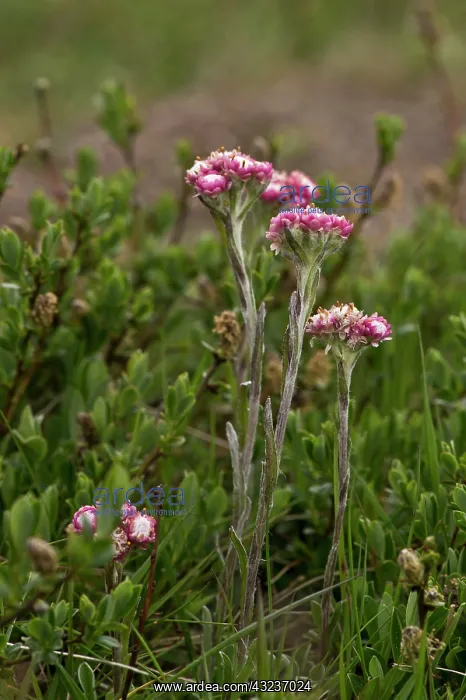 : Mountain Everlasting (Antennaria dioica), pink form : Mountain Everlasting (Antennaria dioica), pink form
