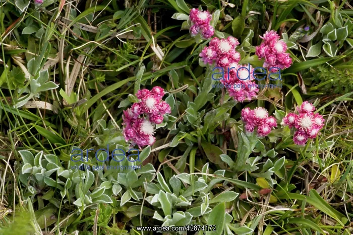 : Mountain everlasting, female flower : Mountain everlasting, female flower