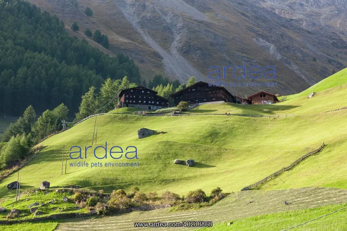 : Mountain farm Tisenhof in valley Schnalstal : Mountain farm Tisenhof in valley Schnalstal