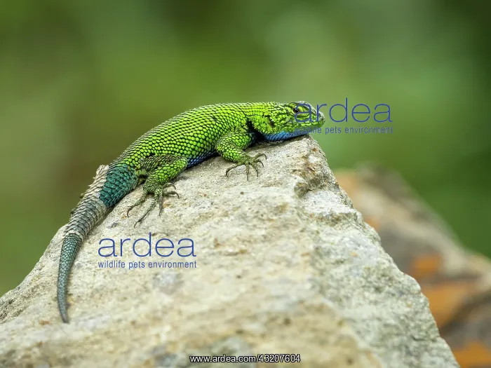 : Mountain Fence lizard (Sceloporus smaragdinus), Guatemala : Mountain Fence lizard (Sceloporus smaragdinus), Guatemala