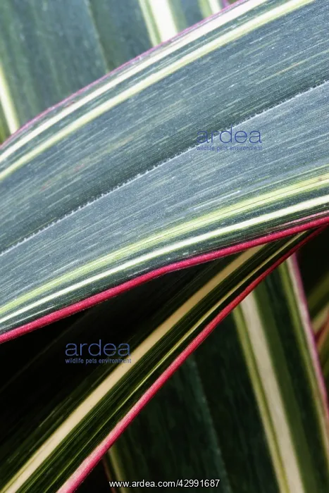 : Mountain flax : Mountain flax