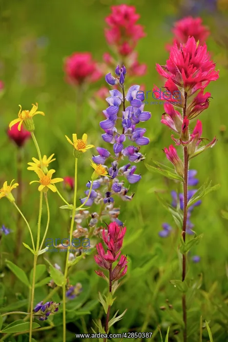 : Mountain flowers - broadleaf Arnica, Magenta Paintbrush : Mountain flowers - broadleaf Arnica, Magenta Paintbrush