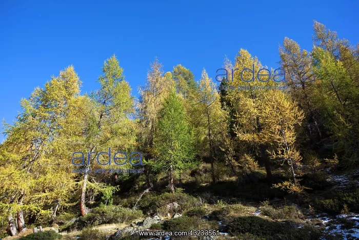 : Mountain forest of European larch (Larix : Mountain forest of European larch (Larix