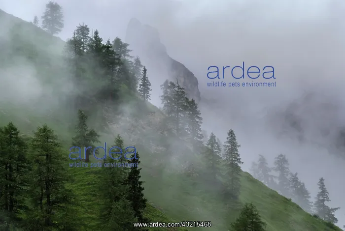: Mountain forest with larch trees in rain : Mountain forest with larch trees in rain
