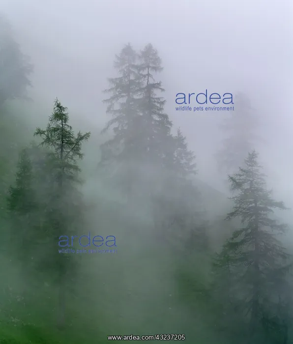 : Mountain forest with larch trees in rain : Mountain forest with larch trees in rain