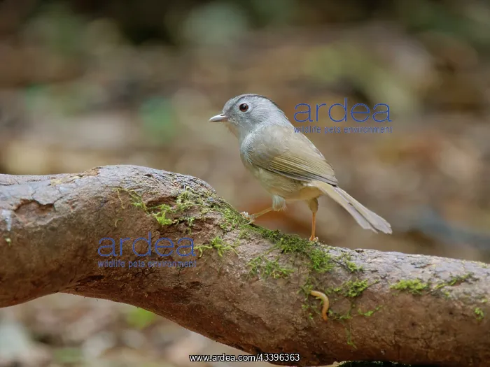 : Mountain Fulvetta Alcippe peracensis Da Lat, Vietnam : Mountain Fulvetta Alcippe peracensis Da Lat, Vietnam