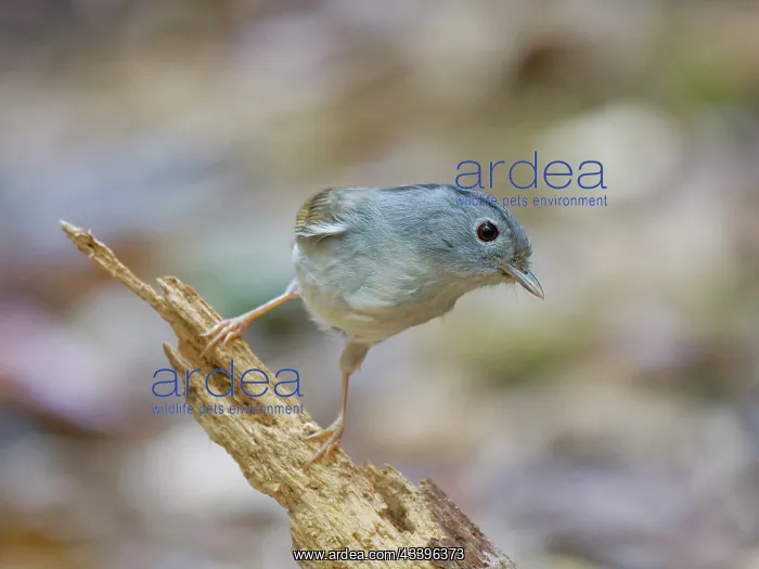 : Mountain Fulvetta Alcippe peracensis Da Lat, Vietnam : Mountain Fulvetta Alcippe peracensis Da Lat, Vietnam