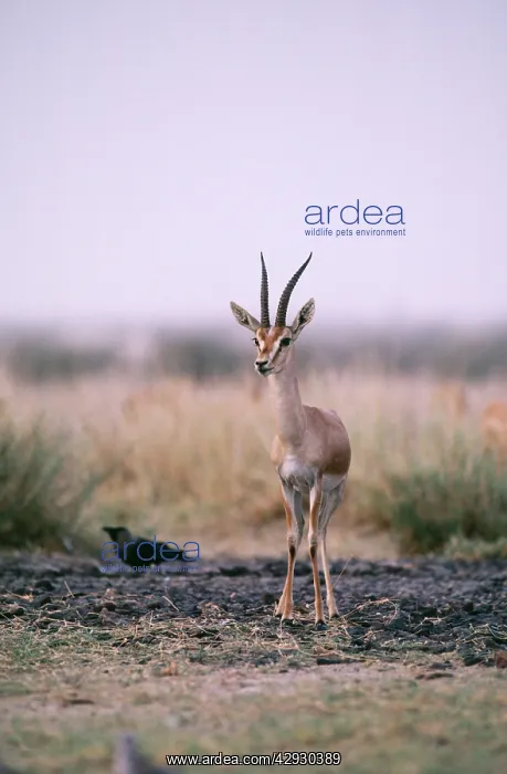 : Mountain Gazelle / Chinkara - male : Mountain Gazelle / Chinkara - male