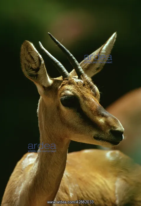 : Mountain Gazelle - vulnerable species : Mountain Gazelle - vulnerable species
