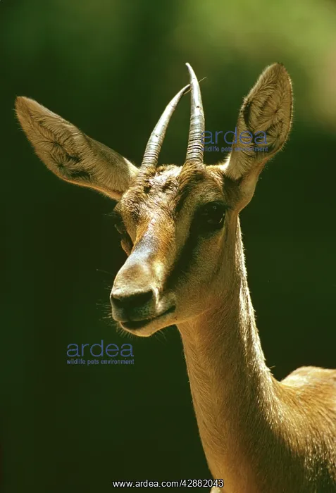 : Mountain Gazelle - vulnerable species : Mountain Gazelle - vulnerable species