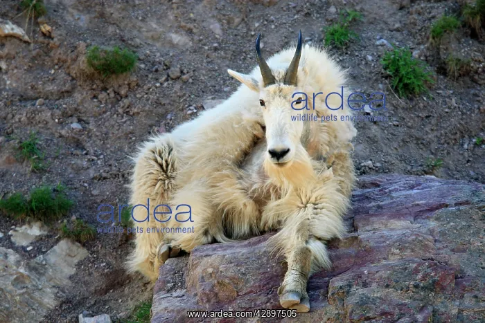 : Mountain Goat : Mountain Goat