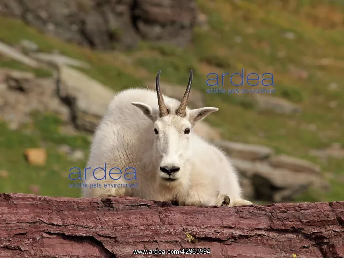 : Mountain Goat : Mountain Goat