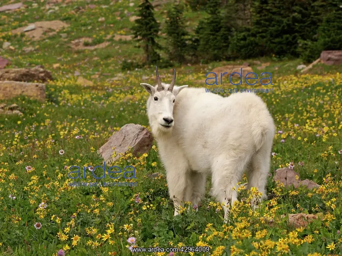 : Mountain Goat : Mountain Goat