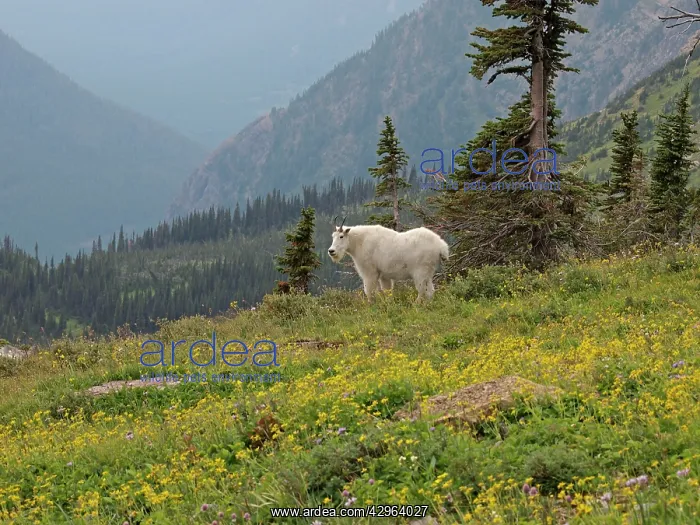  : Mountain Goat