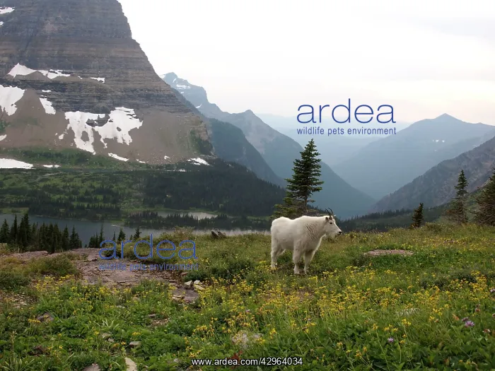 : Mountain Goat : Mountain Goat