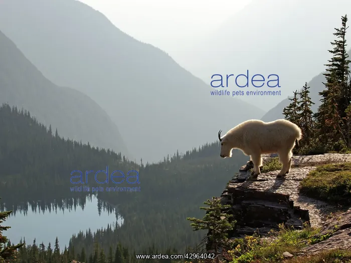 : Mountain Goat : Mountain Goat