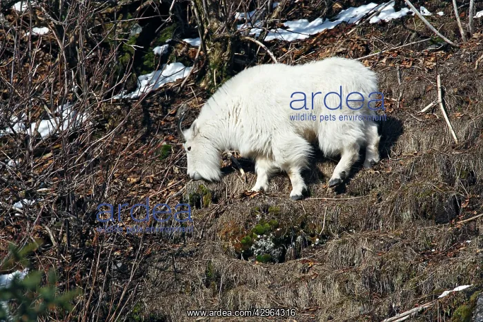  : Mountain Goat