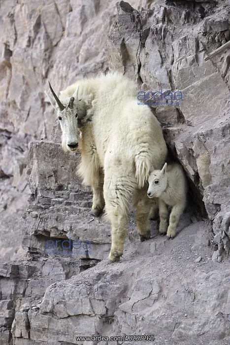 : Mountain Goat adult and kid - Mountain Goat adult : Mountain Goat adult and kid - Mountain Goat adult