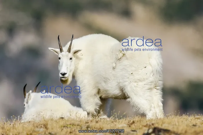: Mountain Goat Billies (Oreamnos americanus) in the : Mountain Goat Billies (Oreamnos americanus) in the