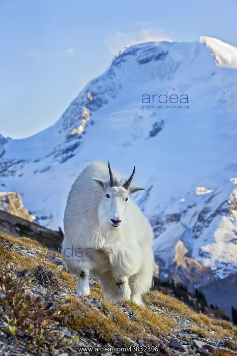 : Mountain Goat billy (Oreamnos americanus). Northern : Mountain Goat billy (Oreamnos americanus). Northern
