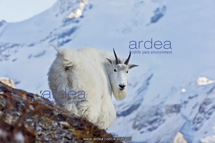 : Mountain Goat billy (Oreamnos americanus). Northern : Mountain Goat billy (Oreamnos americanus). Northern