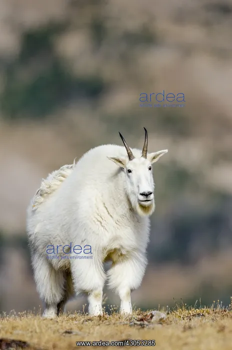 : Mountain Goat Billy (Oreamnos americanus) in the : Mountain Goat Billy (Oreamnos americanus) in the