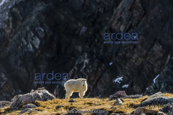: Mountain Goat Billy (Oreamnos americanus) in the : Mountain Goat Billy (Oreamnos americanus) in the