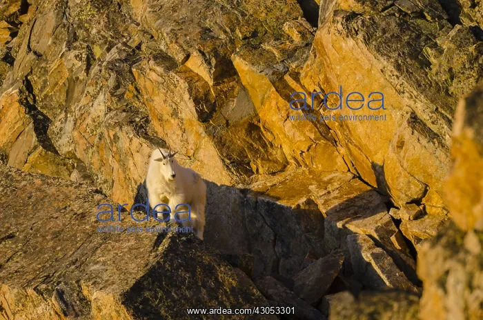 : Mountain Goat Billy (Oreamnos americanus) in the : Mountain Goat Billy (Oreamnos americanus) in the