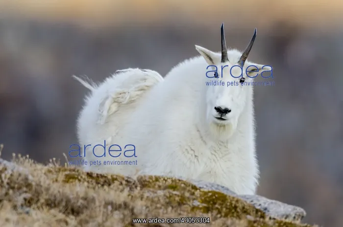 : Mountain Goat Billy (Oreamnos americanus) in the : Mountain Goat Billy (Oreamnos americanus) in the